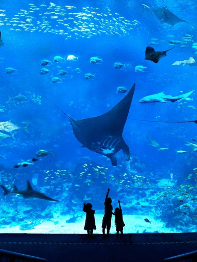 Top 10 Largest Aquarium On Earth That Will Blow Your Mind