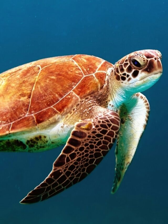 Why 23rd May is Celebrated as World Turtle Day: A Deep Dive